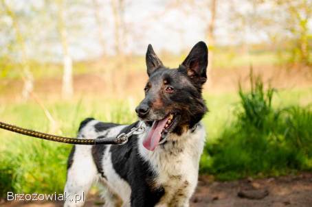 Łatek -  inteligentny,  radosny,  kochający człowieka