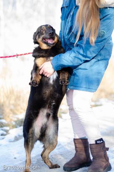 Red -  cudowny,  zwykły pies o niezwykłym sercu