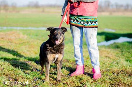 Red -  cudowny,  zwykły pies o niezwykłym sercu