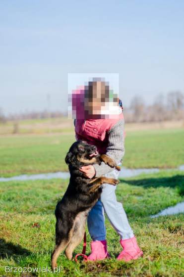 Red -  cudowny,  zwykły pies o niezwykłym sercu