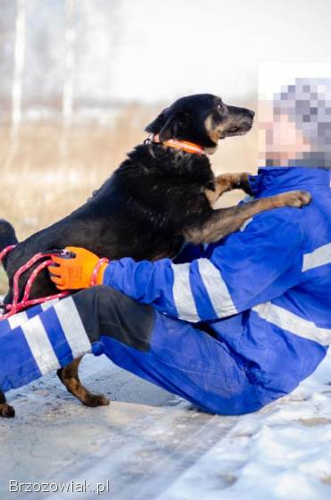 Red -  cudowny,  zwykły pies o niezwykłym sercu