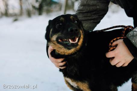 Red -  cudowny,  zwykły pies o niezwykłym sercu