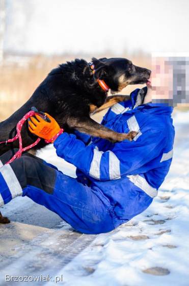 Red -  cudowny,  zwykły pies o niezwykłym sercu