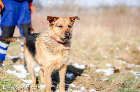 Kufel -  fantastyczny,  szorstkowłosy psiak szuka domu!