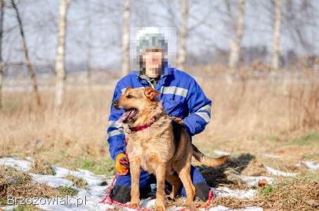 Kufel -  fantastyczny,  szorstkowłosy psiak szuka domu!