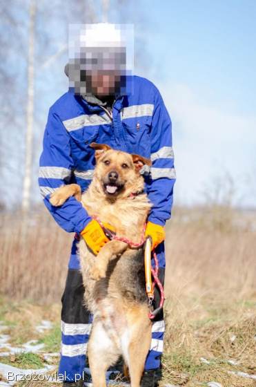 Kufel -  fantastyczny,  szorstkowłosy psiak szuka domu!