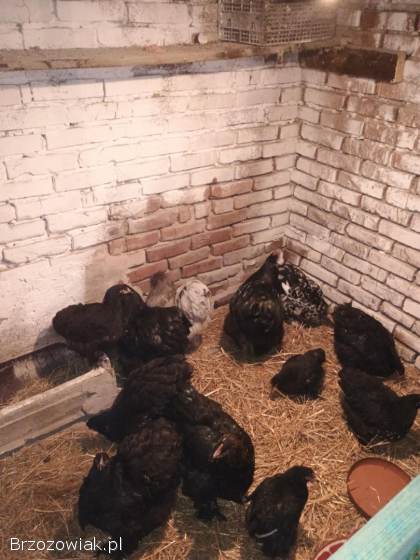 Kogut koguty kochin olbrzymi