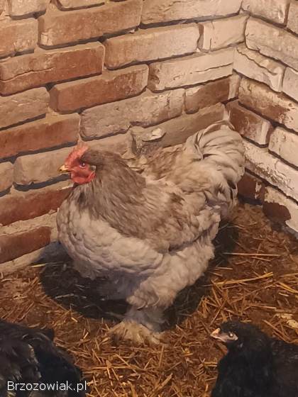 Kogut koguty kochin olbrzymi