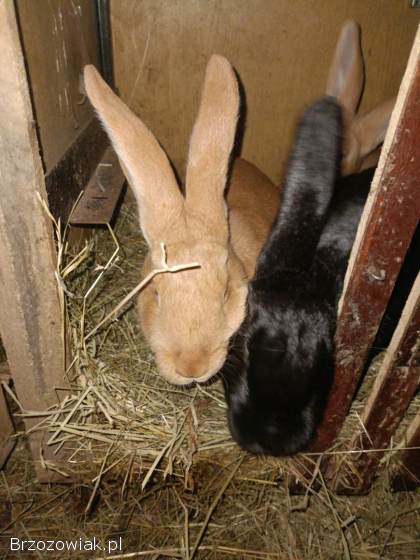 Króliki,  króle,  samce,  samice sprzedam