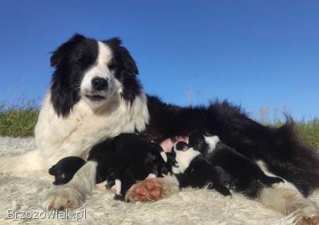 Rasowa Suczka BORDER COLLIE z Hodowli -  Szczenię z pełną dok.