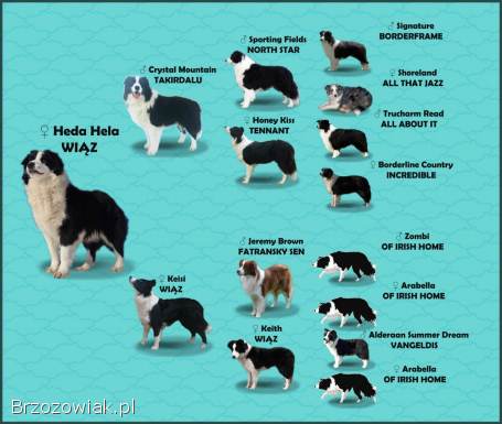 Rasowa Suczka BORDER COLLIE z Hodowli -  Szczenię z pełną dok.