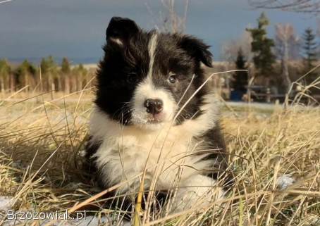 Rasowa Suczka BORDER COLLIE z Hodowli -  Szczenię z pełną dok.