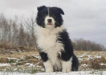 Rasowa Suczka BORDER COLLIE z Hodowli -  Szczenię z pełną dok.
