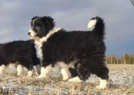 Rasowa Suczka BORDER COLLIE z Hodowli -  Szczenię z pełną dok.