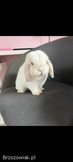 Mini lop z hodowli / wykastrowany