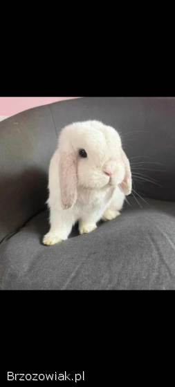 Mini lop z hodowli / wykastrowany
