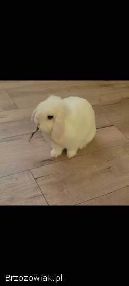 Mini lop z hodowli / wykastrowany