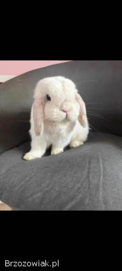 Mini lop z hodowli / wykastrowany