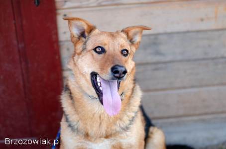 Bobi -  młody,  wesoły psiak szuka swojej rodziny