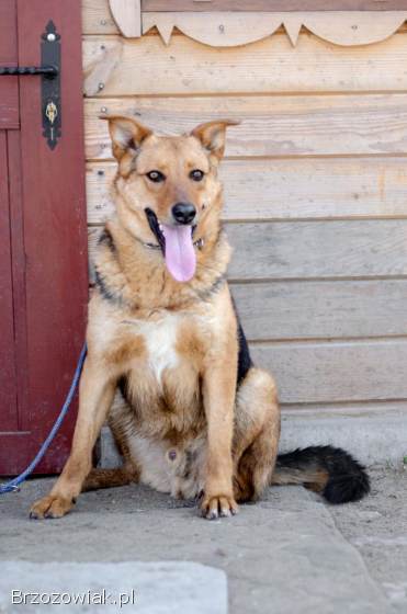 Bobi -  młody,  wesoły psiak szuka swojej rodziny