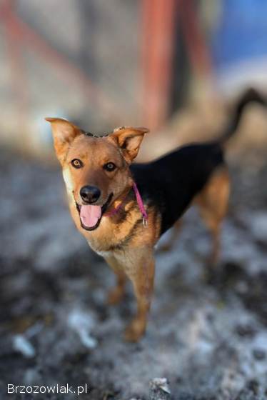 Bobi -  młody,  wesoły psiak szuka swojej rodziny