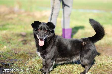 Patyk -  niewielki ciałem ale wielki sercem!