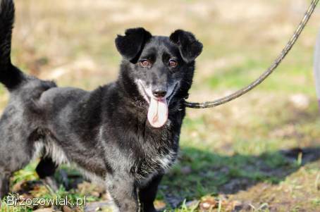 Patyk -  niewielki ciałem ale wielki sercem!