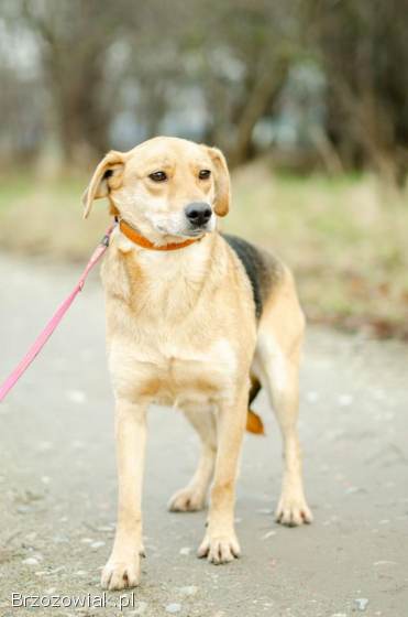 Kira -  łagodna,  przyjazna sunia BŁAGA o dom!