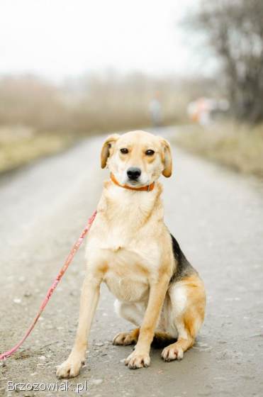 Kira -  łagodna,  przyjazna sunia BŁAGA o dom!