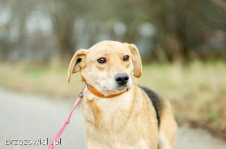 Kira -  łagodna,  przyjazna sunia BŁAGA o dom!