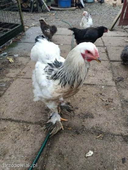 Sprzedam koguty Brahmy