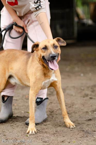 Doniu -  młody,  łagodny rudzielec szuka domu!