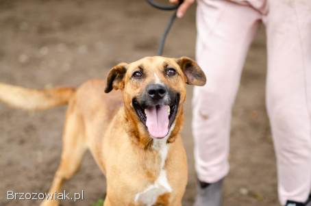 Doniu -  młody,  łagodny rudzielec szuka domu!