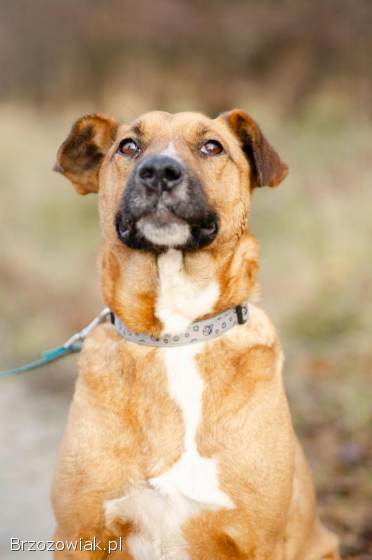 Doniu -  młody,  łagodny rudzielec szuka domu!