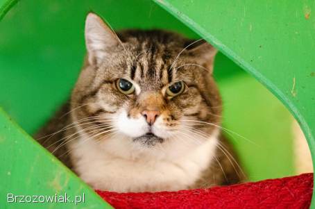 Serafina,  czyli kocie lekarstwo na wszelkie zło!