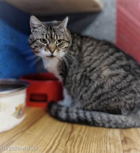 Serafina,  czyli kocie lekarstwo na wszelkie zło!