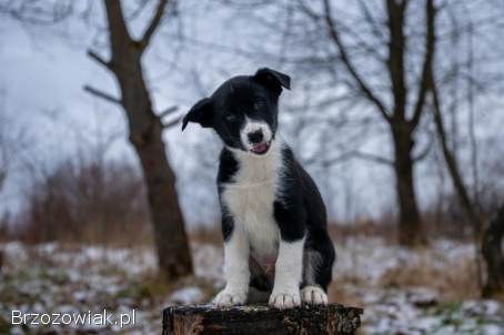 Szczeniaki od Border Collie