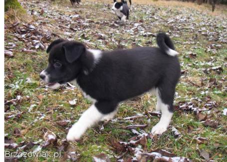 Szczeniaki od Border Collie