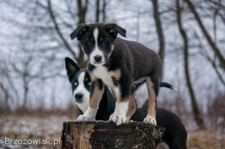 Szczeniaki od Border Collie