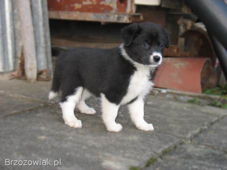 Szczeniaki od Border Collie