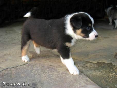 Szczeniaki od Border Collie