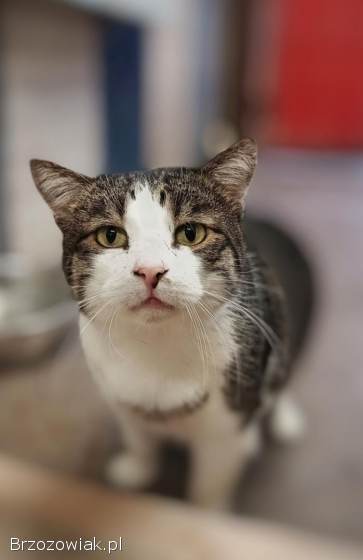 Kibo -  koci przytulas szuka domu!