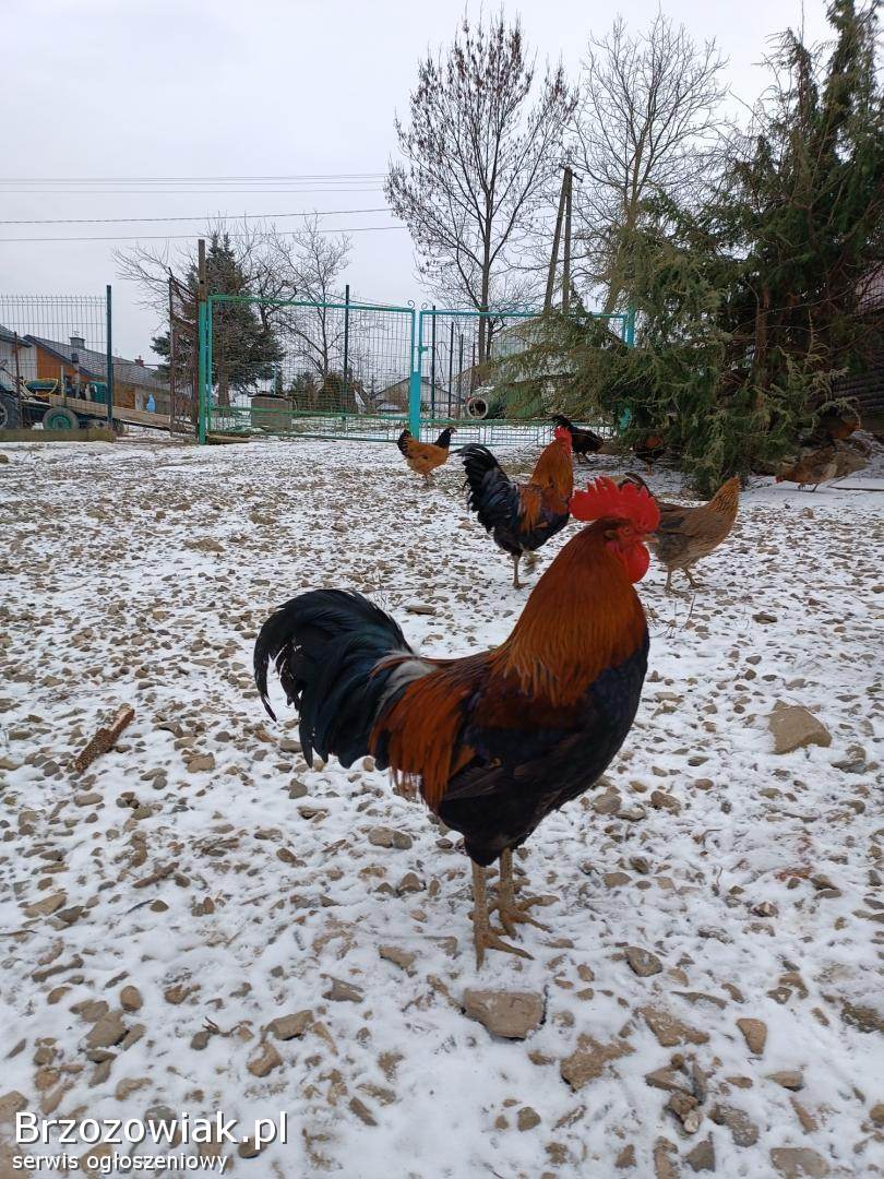 Kogut zielononóżka