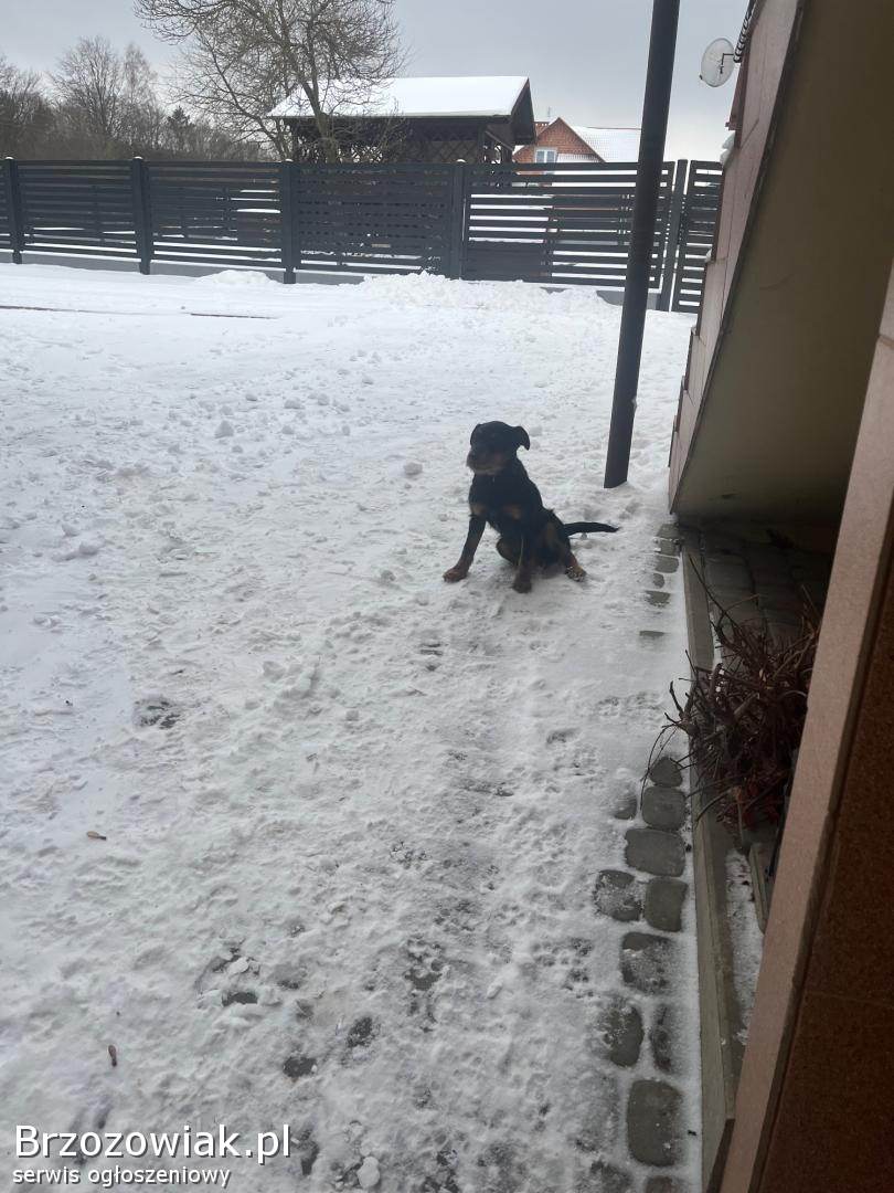 Młody pies terierowaty