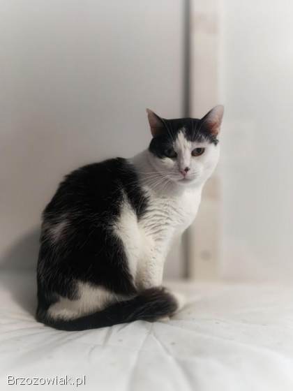 Drucik -  spokojny,  delikatny kocurek PILNIE szuka domu!