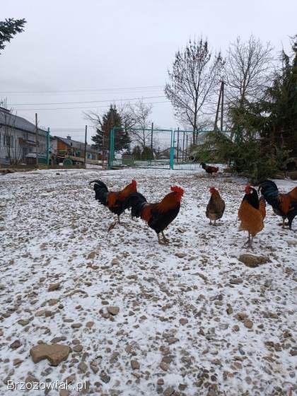 Kogut zielononóżka