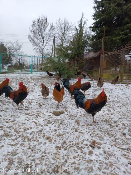 Kogut zielononóżka