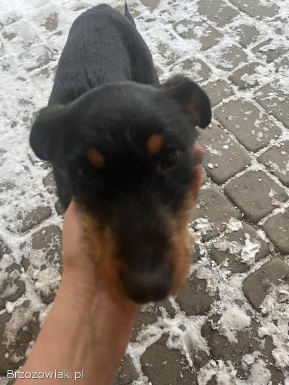 Młody pies terierowaty