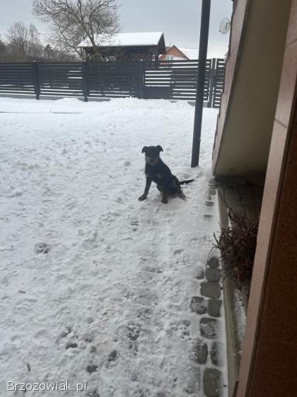 Młody pies terierowaty