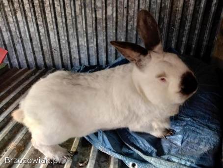 Króliki samce,  samice